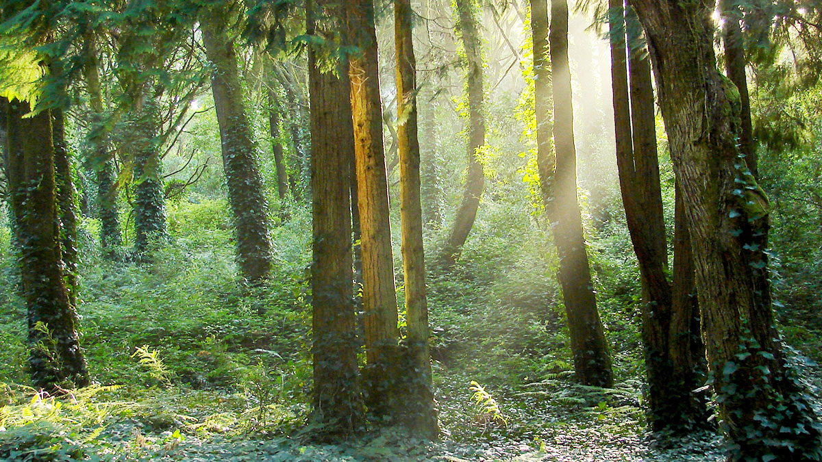 Aspek Keterlanjuran dalam Perkara Alih Fungsi Kawasan Hutan